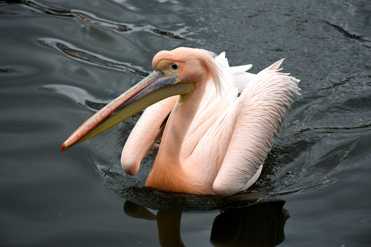 Розовый пеликан - Катерина Клаура