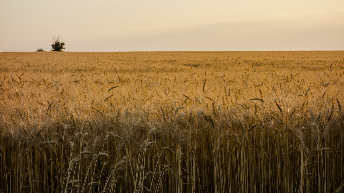 пшеница - олег 