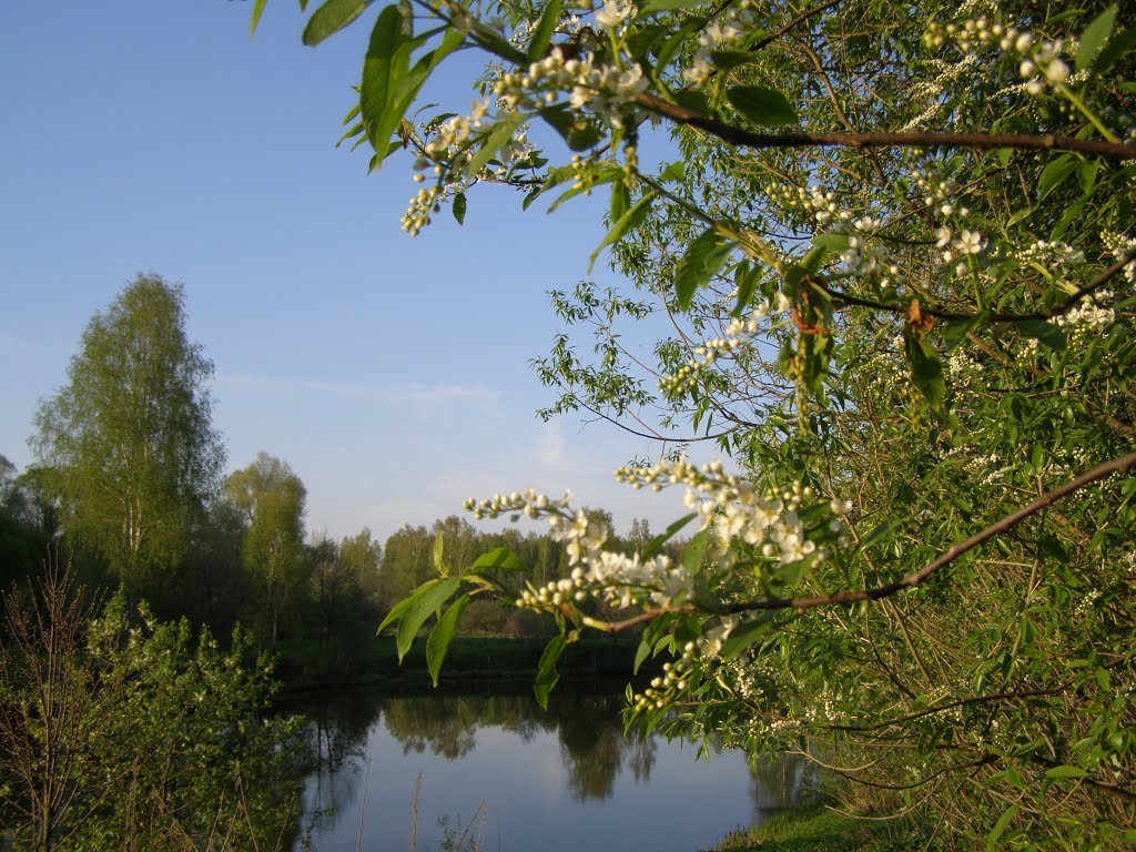 Черемуха над речкой Нара - Анна Воробьева