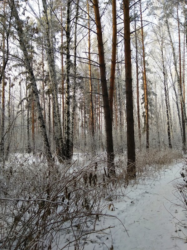Зима в лесу - Татьяна Котельникова