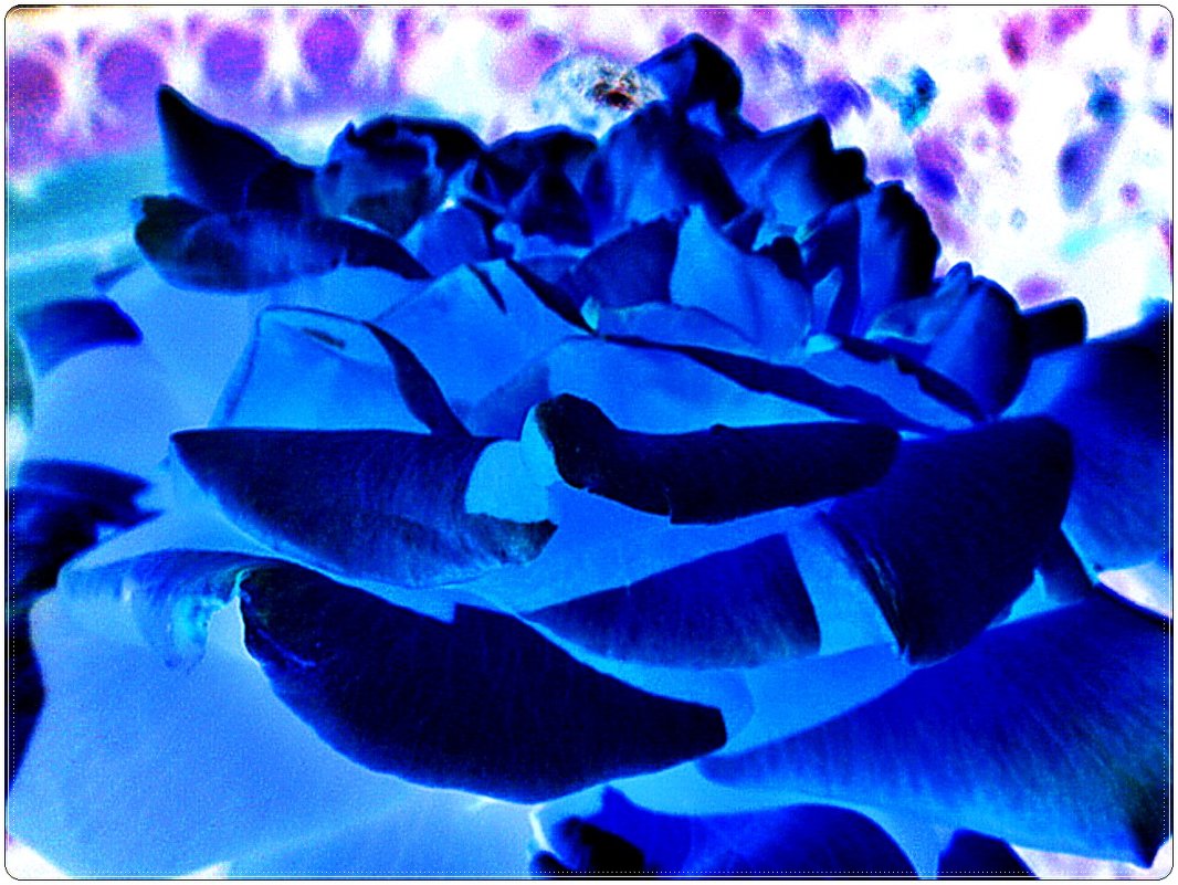 Голубые волны розовых лепестков - Нина Корешкова