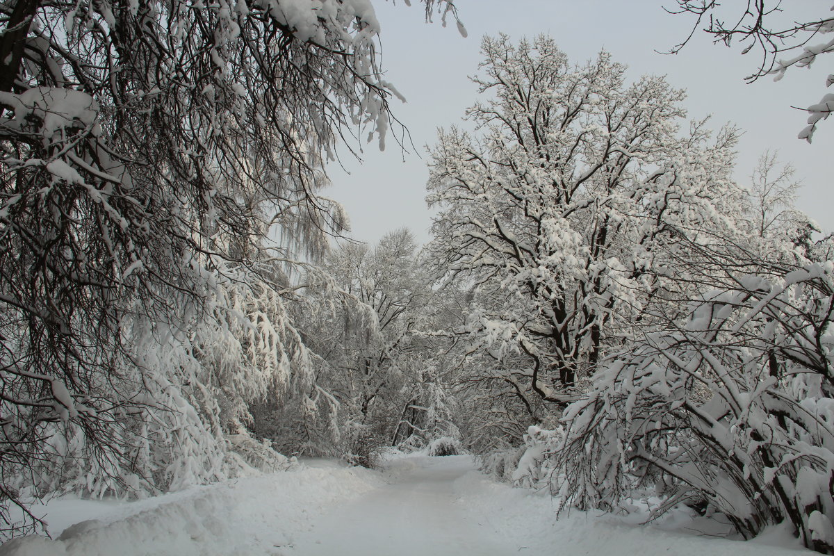 *** - Лара (АГАТА)