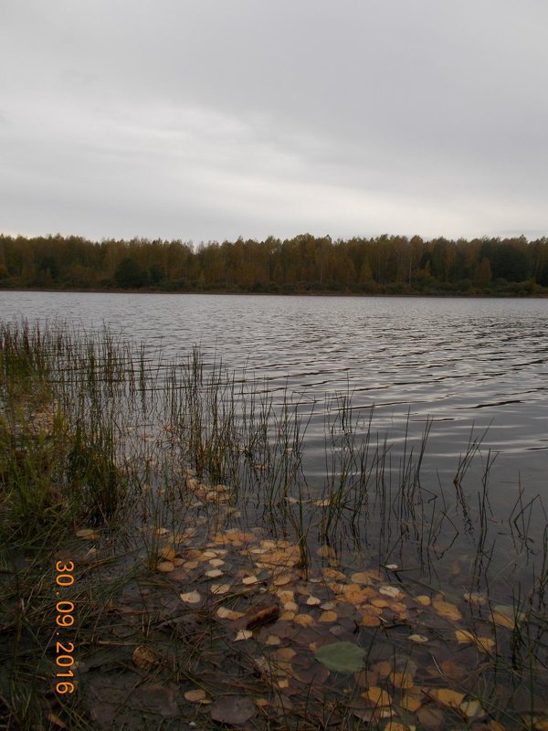 водоем - Светлана Рябова 