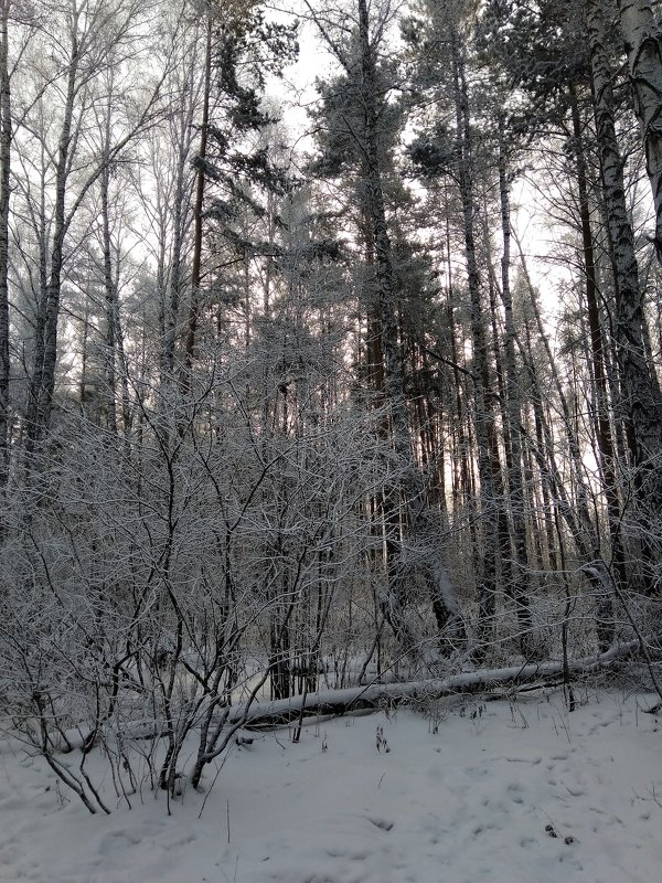 ... сам мороз наряд соткал, лес украсил жемчугами, бросил снега облака ... - Татьяна Котельникова