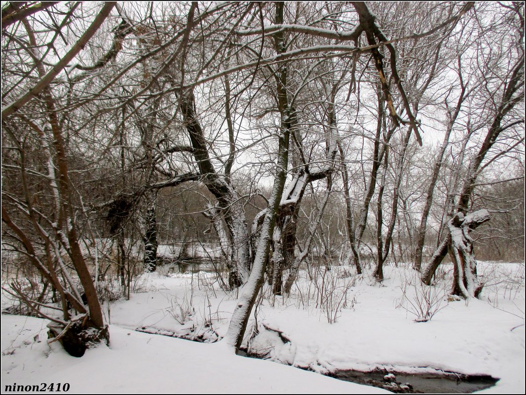В зимнем парке - Нина Бутко
