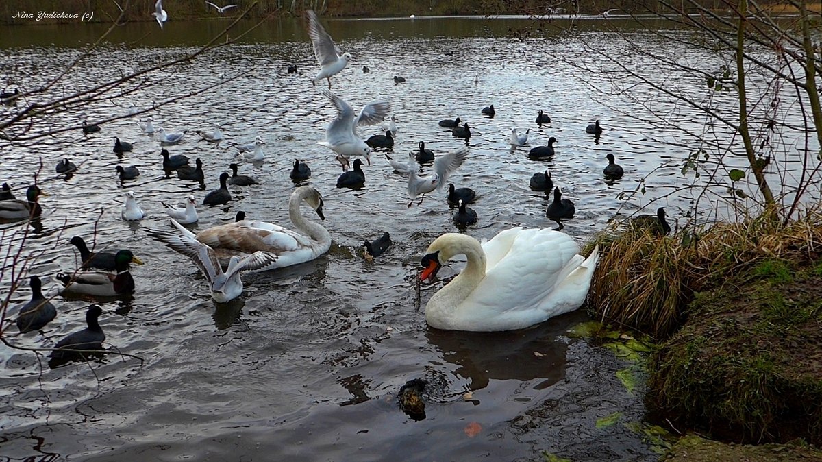 Aussenmühlenteich Hamburg Harburg - Nina Yudicheva