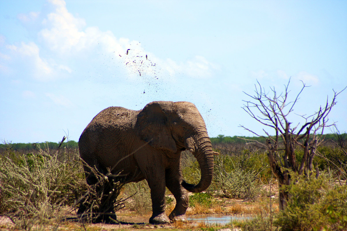 Слон Африканский - Jakob Gardok