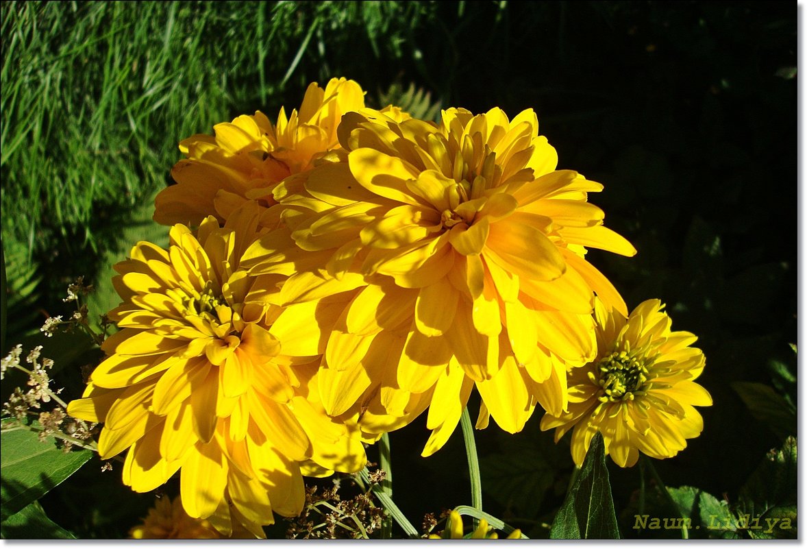 Солнечные цветы - Лидия (naum.lidiya)