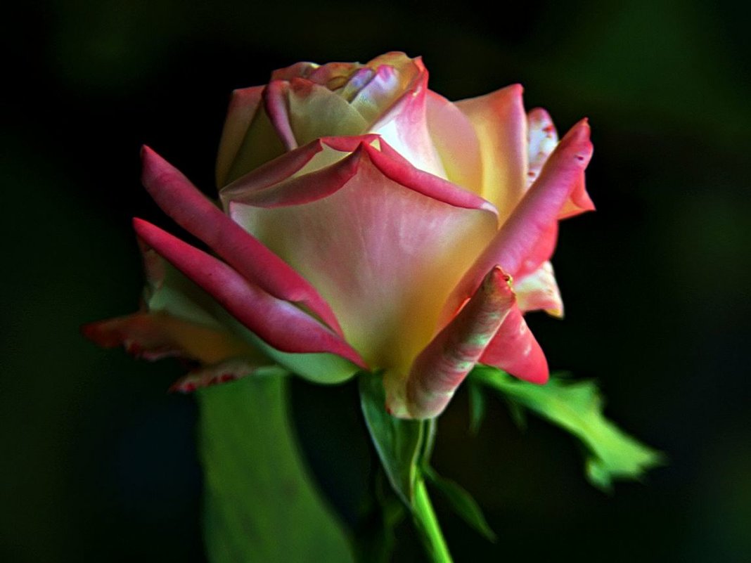 розовая роза - Александр Корчемный