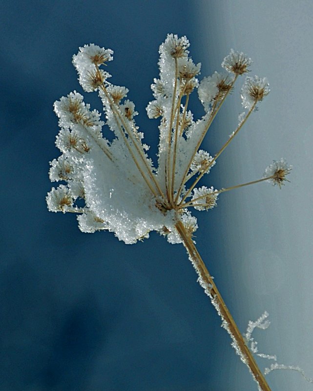 Снежный цветок - Асылбек Айманов