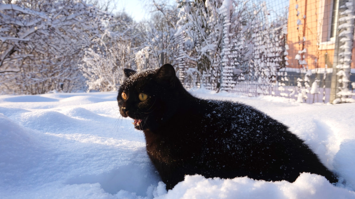 Кот в снегу и в шоке. - Любовь Журавлева