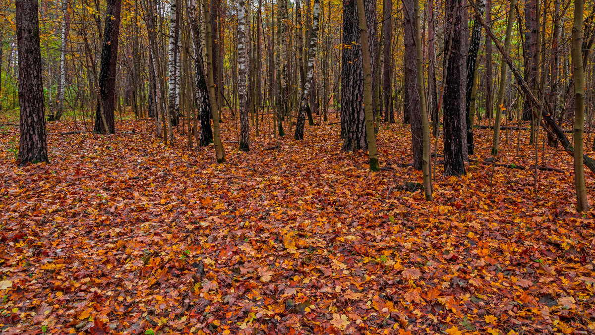 Осенний лес. - Владимир Лазарев