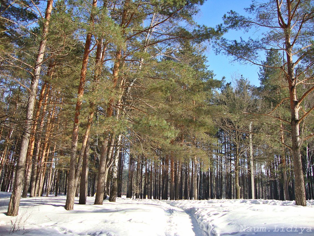 В лесу снежно - Лидия (naum.lidiya)