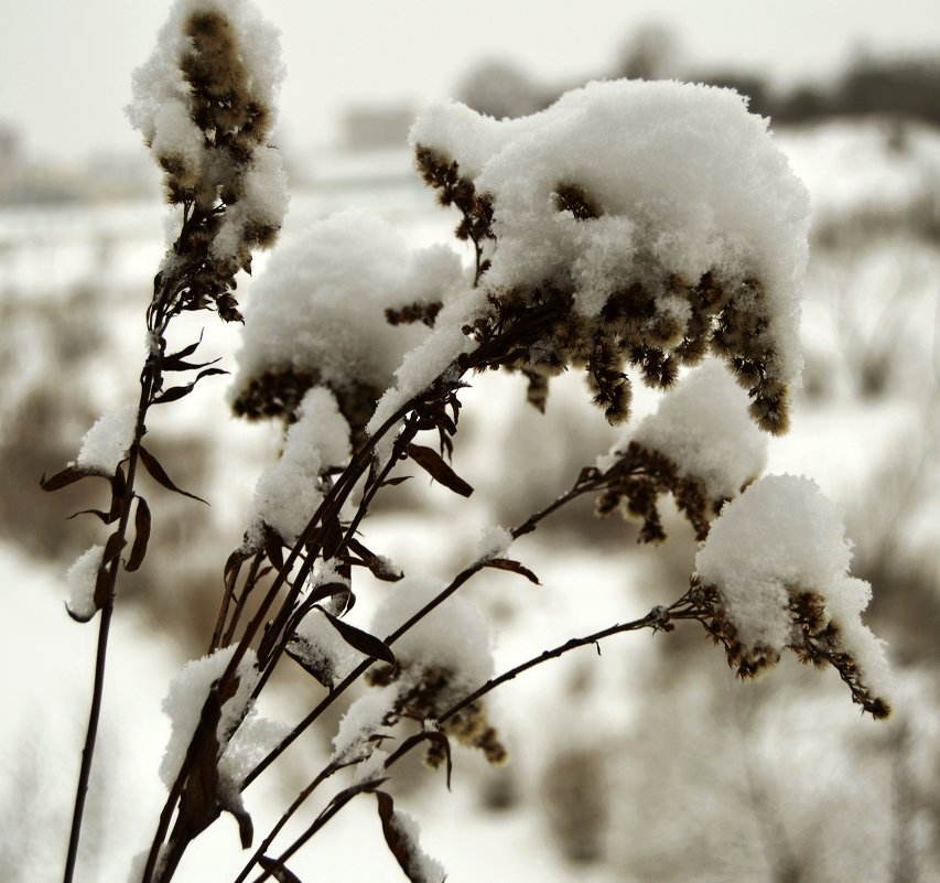 Метель снежком укутала- смотри не замерзай... - Vladimir Semenchukov