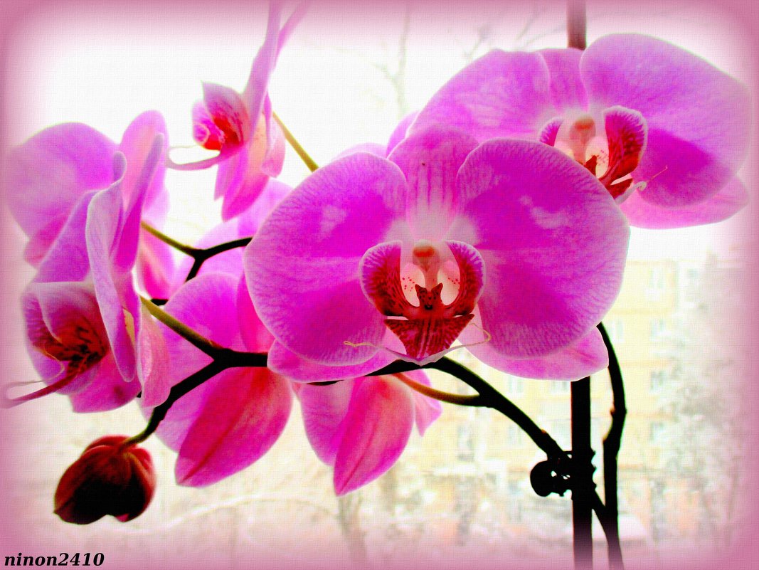 Орхидея на моём окне - Нина Бутко