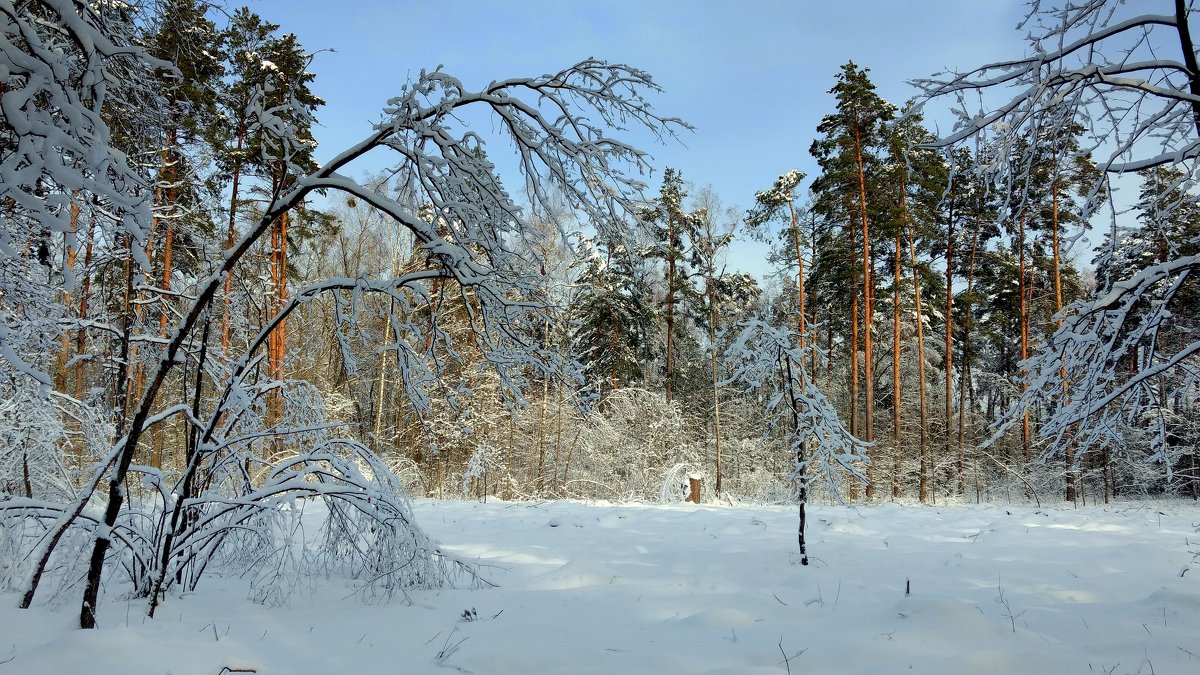 в зимнем лесу - Александр Прокудин