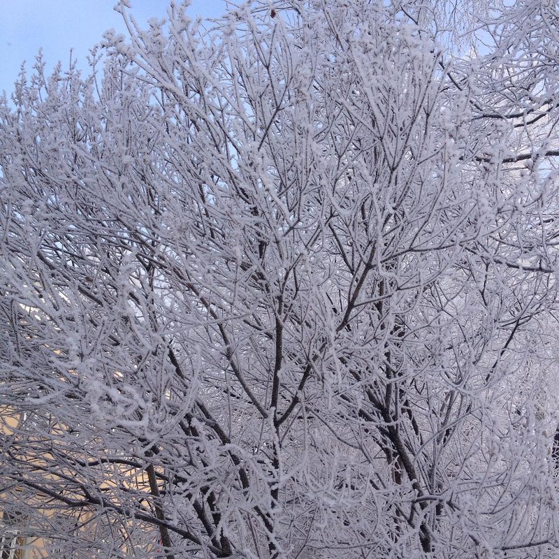 Зима...и на деревьях красота... - Наталия Павлова