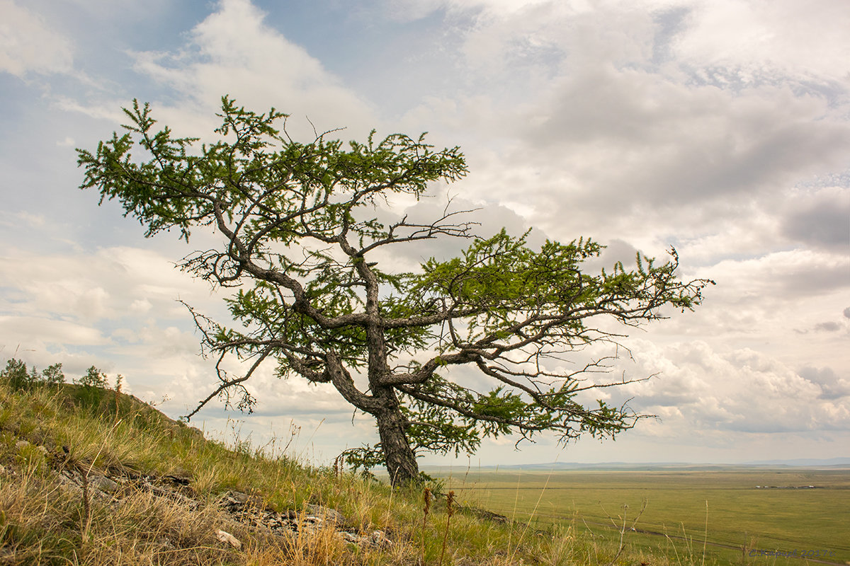 Дерево на склоне - Сергей Карцев