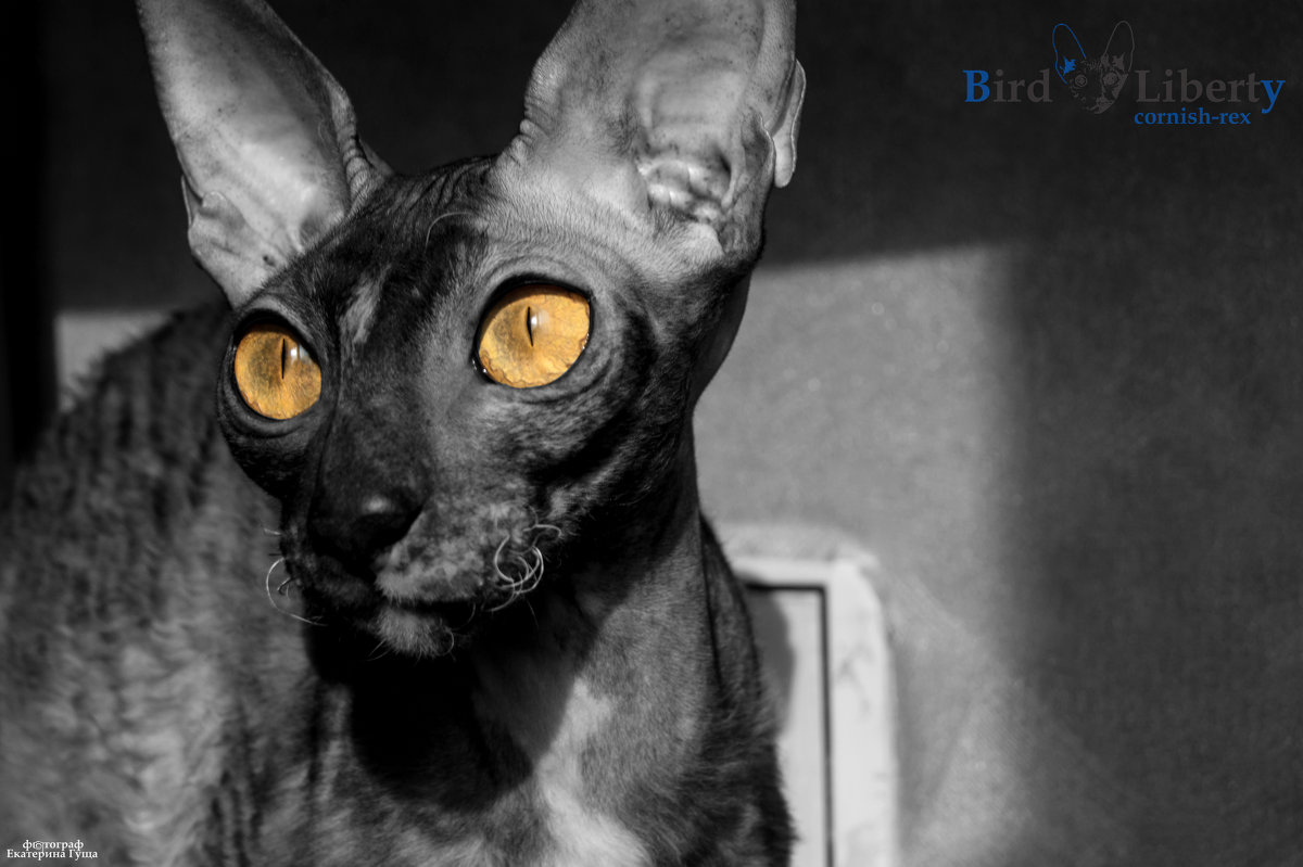 Cornish-Rex.Cattery Bird Liberty Фотограф Гуща Екатерина - Екатерина Гуща