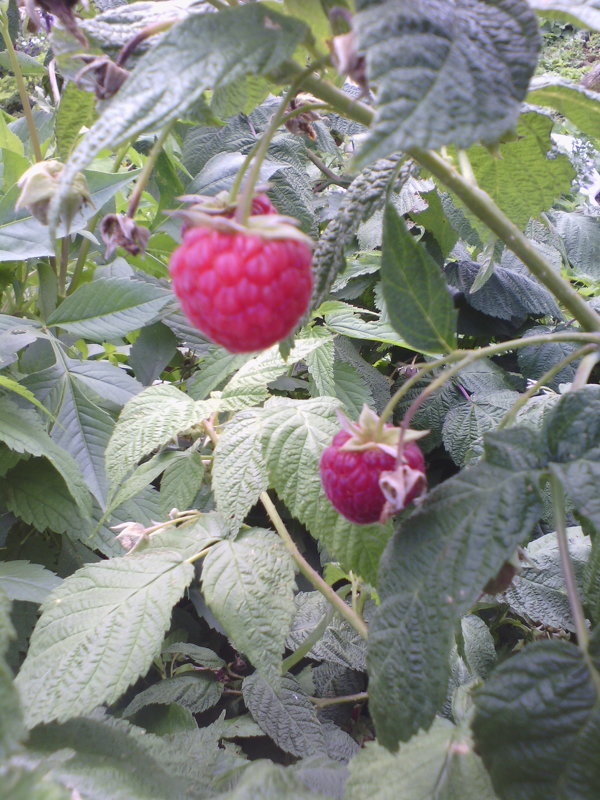 ягода малина - владимир 