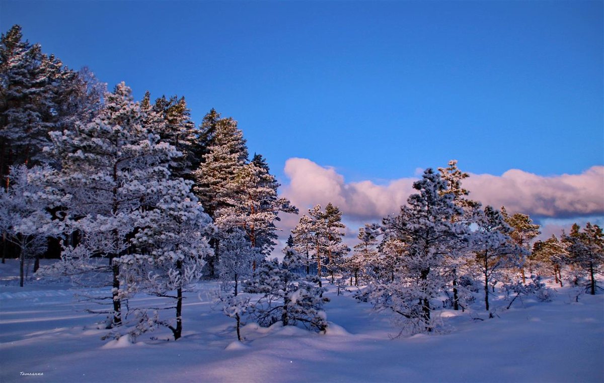 Зимний лес и молчанье снегов.. - Татьян@ Ивановна