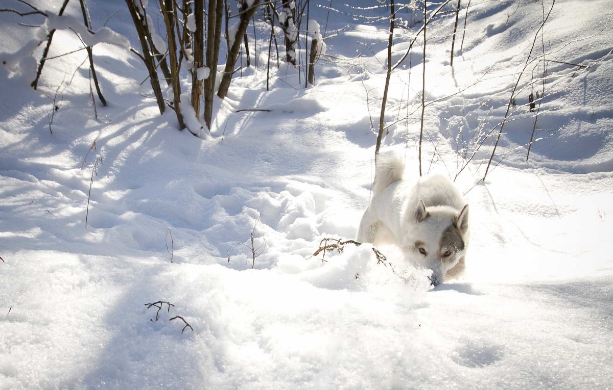 Снежные собаки - Валентина Ломакина