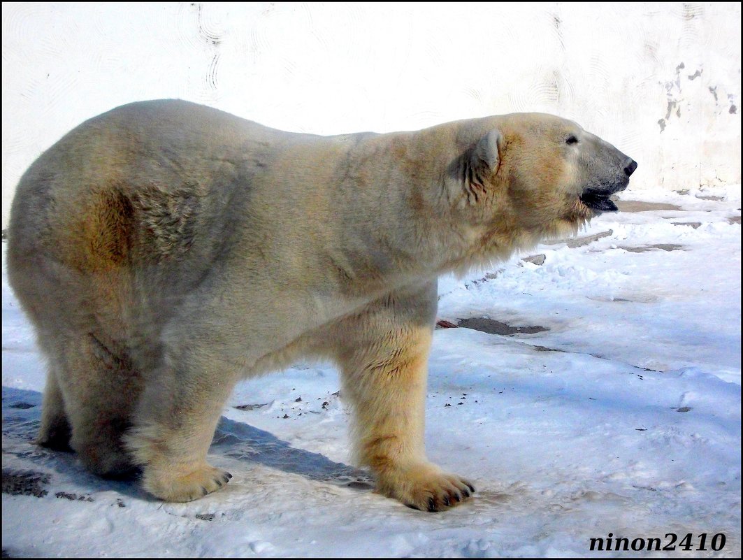 Медведь Якут в ростовском зоопарке (за стеклом) - Нина Бутко