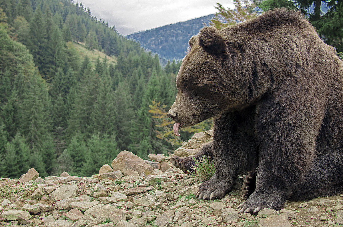 Кавказский Бурый Медведь