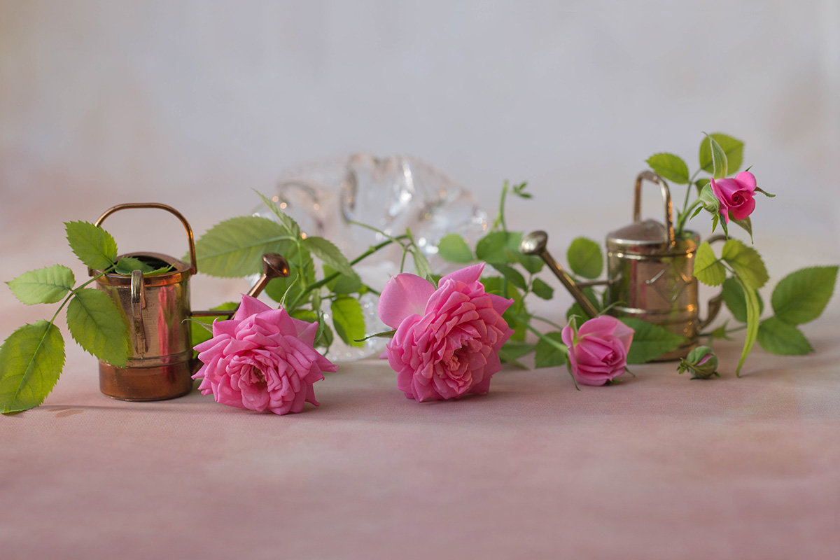 Розовые розы - Елена Ахромеева
