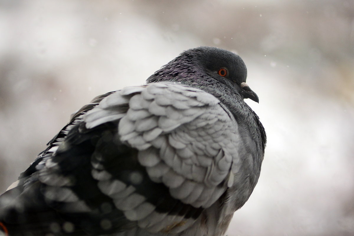 Pigeon portrait - Олег Шендерюк