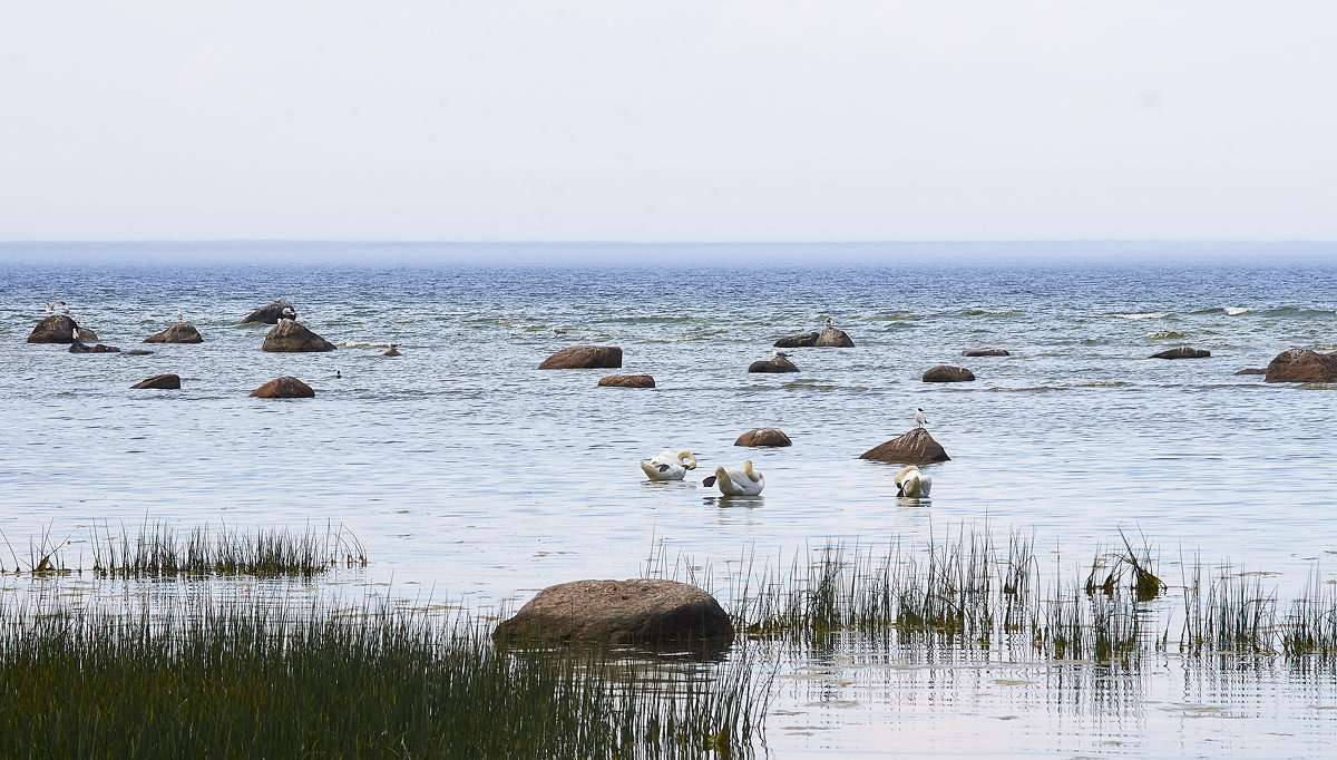 Лебеди у берегов Финского залива - Helga Preiman