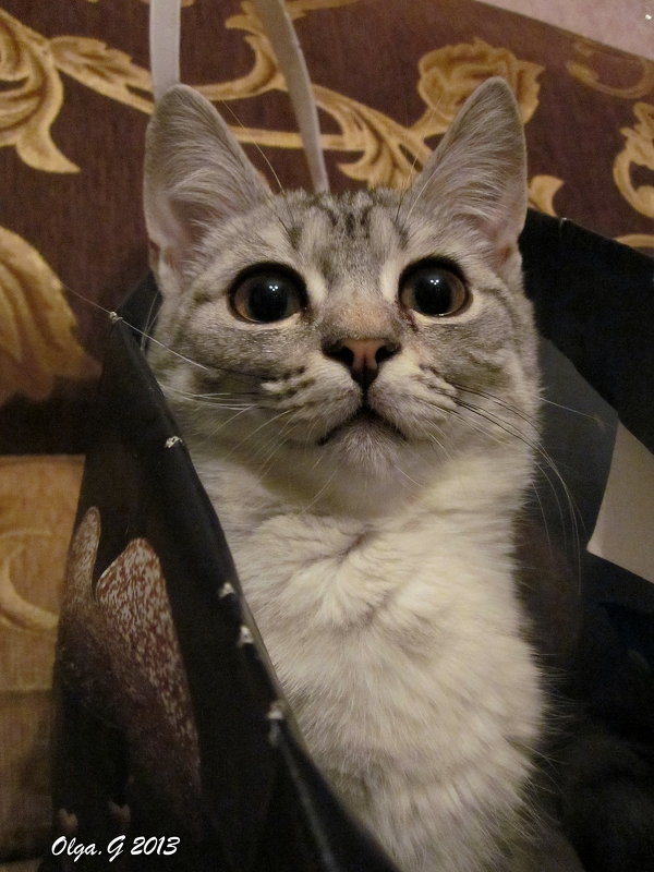 Котик в сумочке - OLLES 