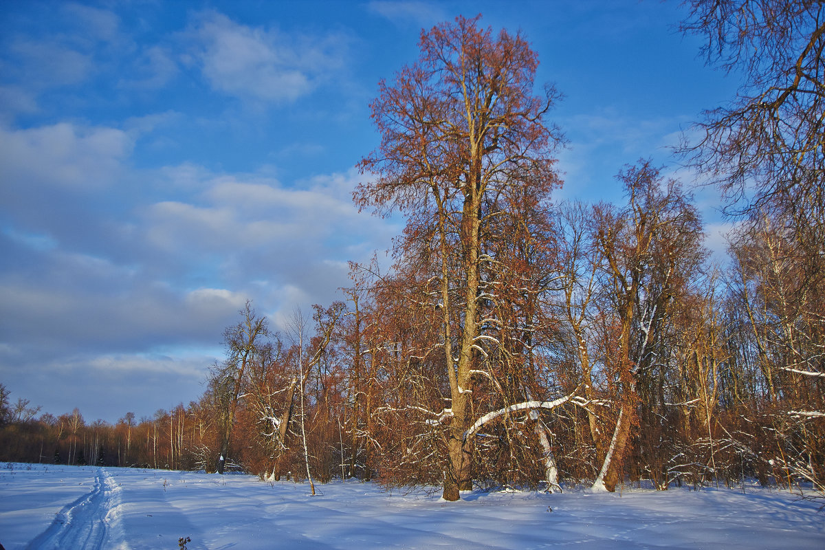 Зимний лес - Седа Ковтун