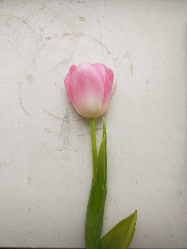 Цветы тюльпан - Александрр Petrov
