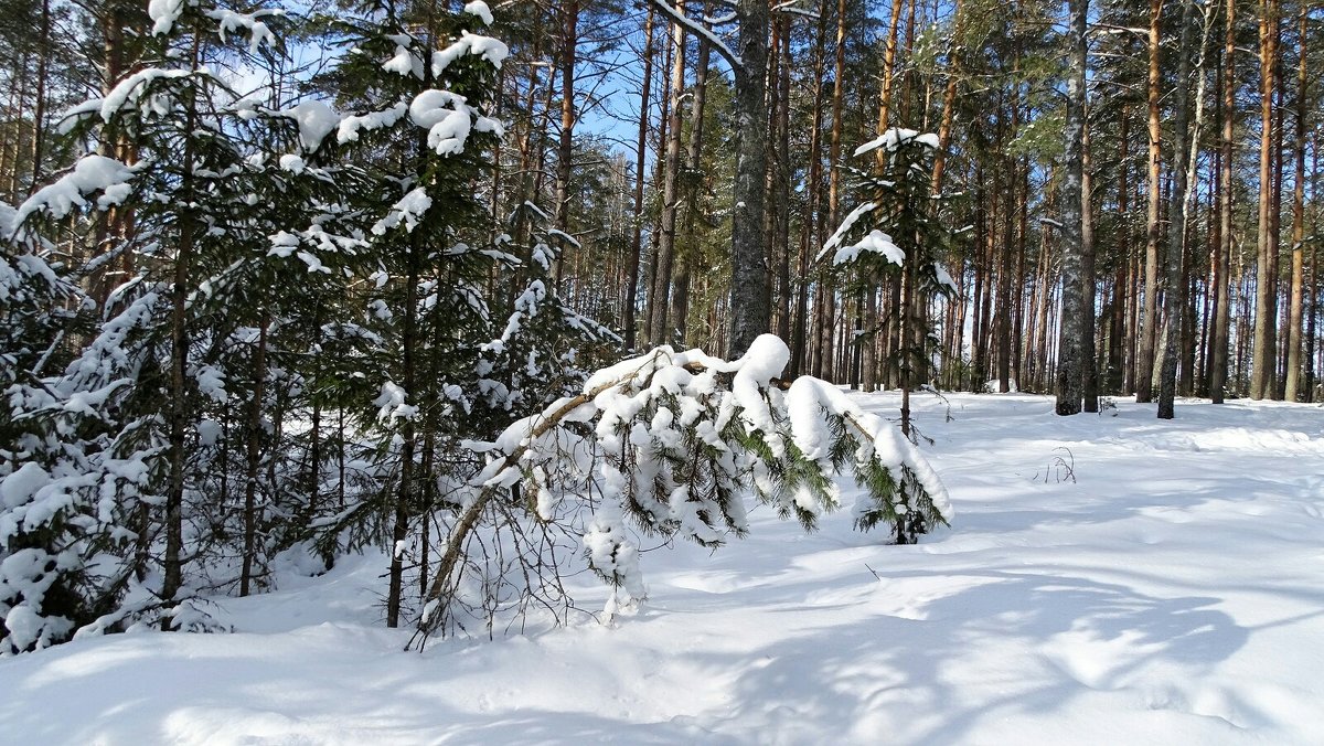 Снежный февраль - Милешкин Владимир Алексеевич 