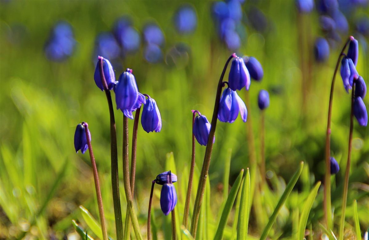 Голубые цветы,как сережки нежно песню весны прозвенят! - Татьян@ Ивановна