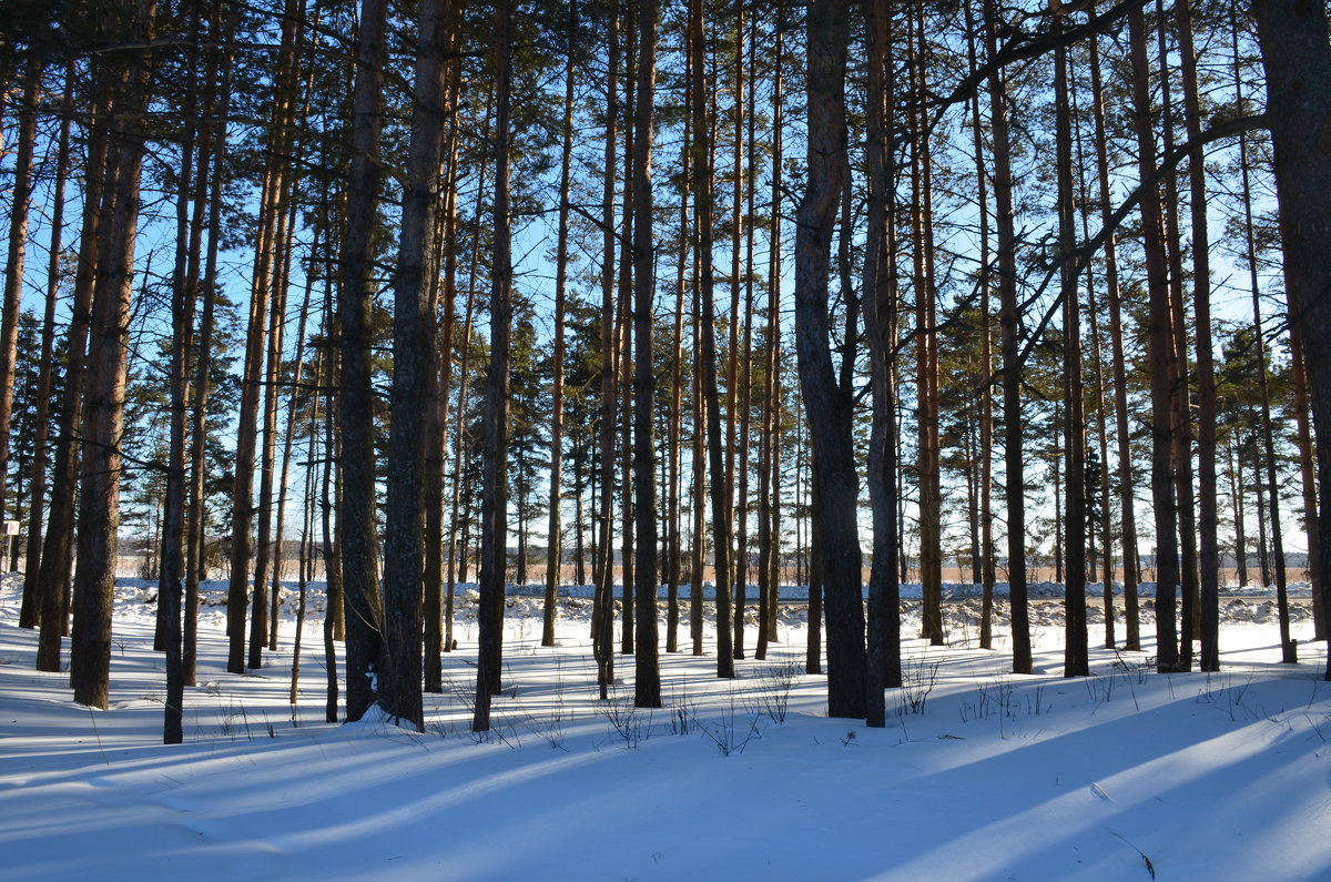 Зимний лес Ярослвская область - Anton Сараев