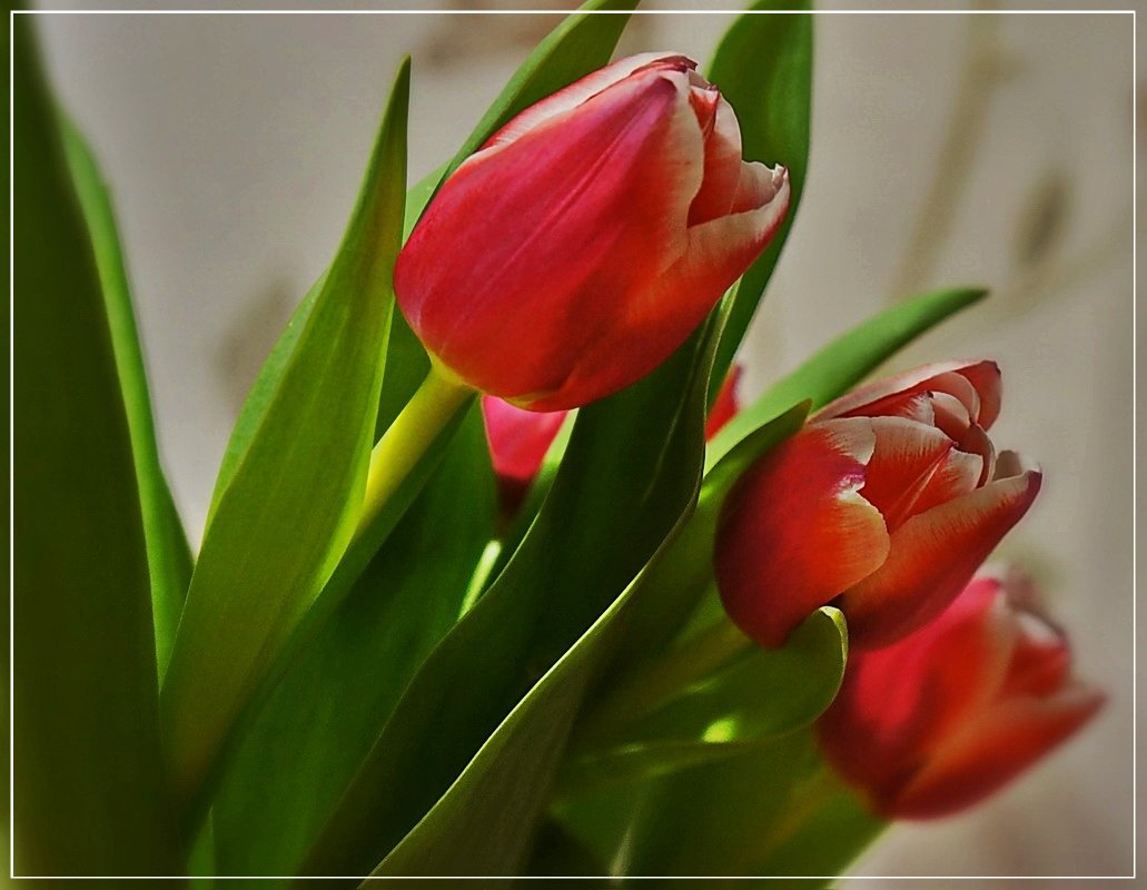 Весенние тюльпаны - Любовь Чунарёва