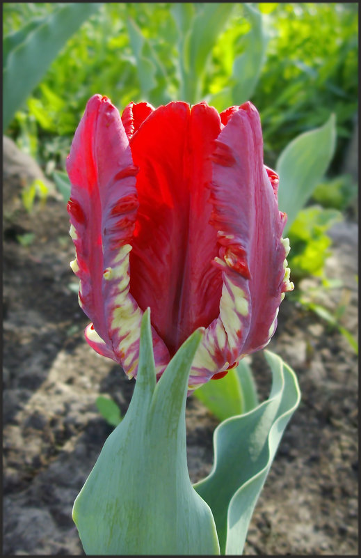 Попугайный тюльпан - lady v.ekaterina