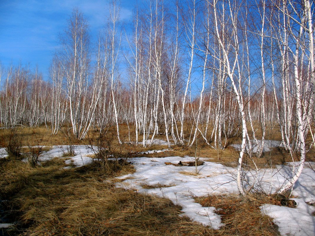 Весна в лесу - Владимир 