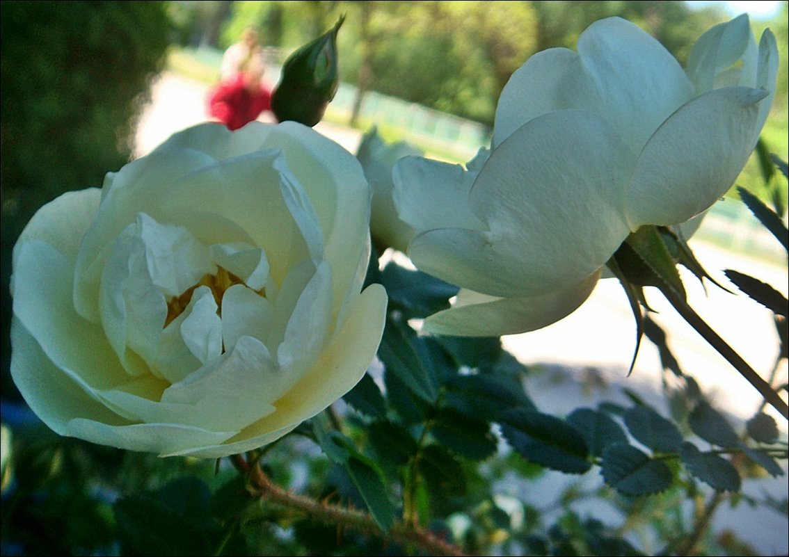 Две белых розы из нашего двора - Нина Корешкова