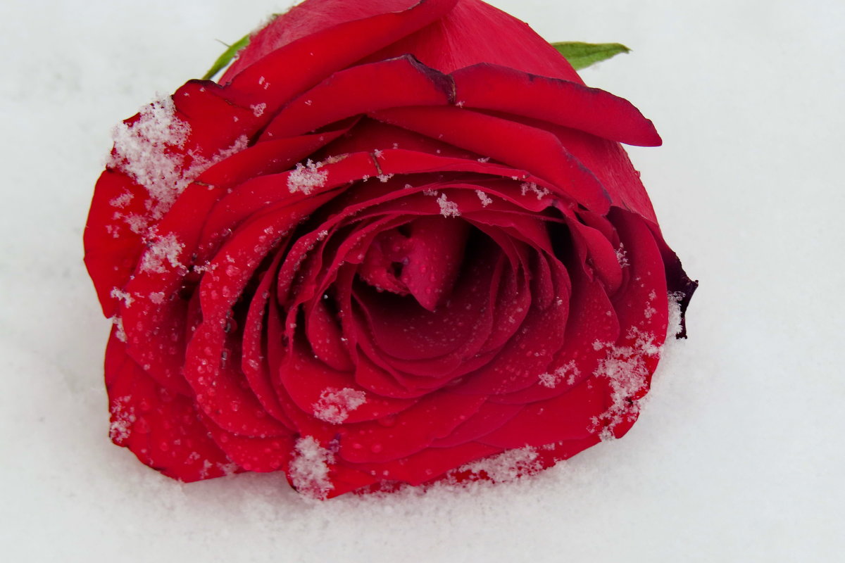 Лежала роза на снегу.... - Светлана Петошина