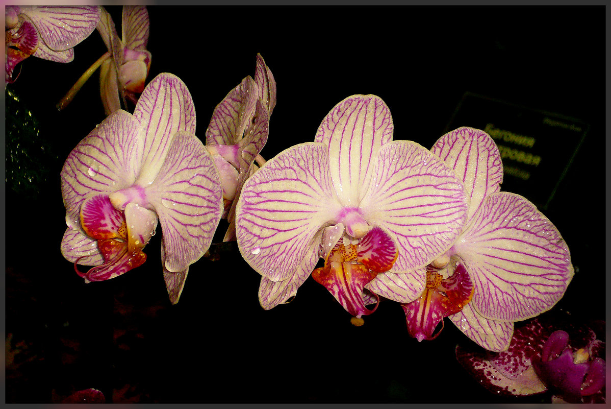 Орхидеи в Аптекарском огороде - Galina Belugina