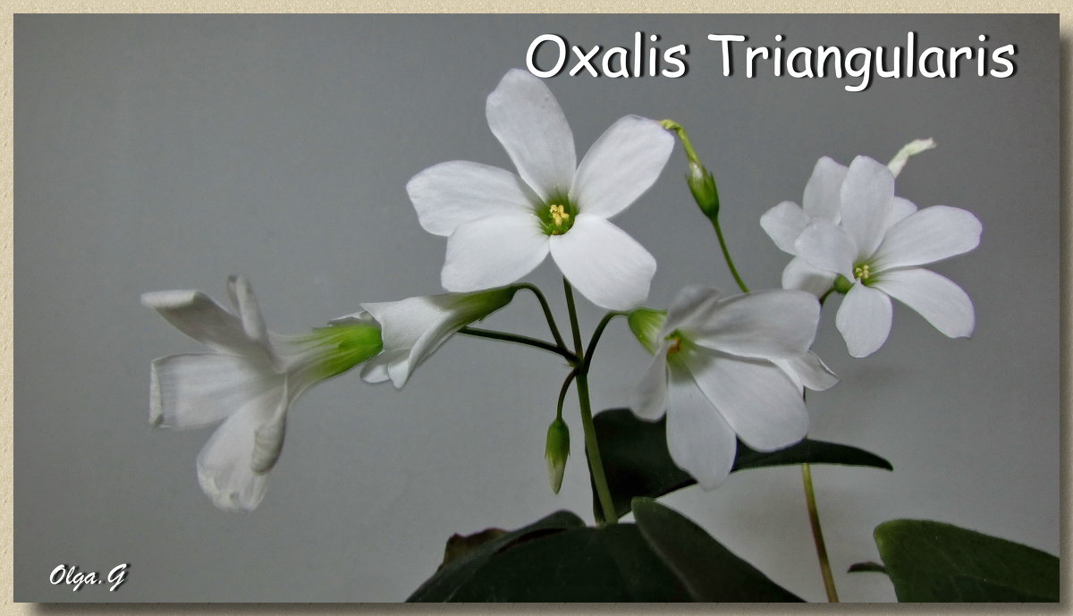 OXALIS TRIANGULARIS - OLLES 