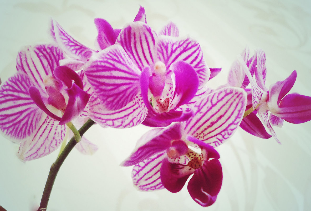 Прекрасная орхидея - Виктория Власова