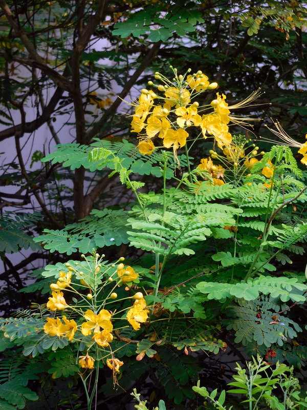 Цезальпиния прекраснейшая Caesalpinia pulcherrima - ирина 