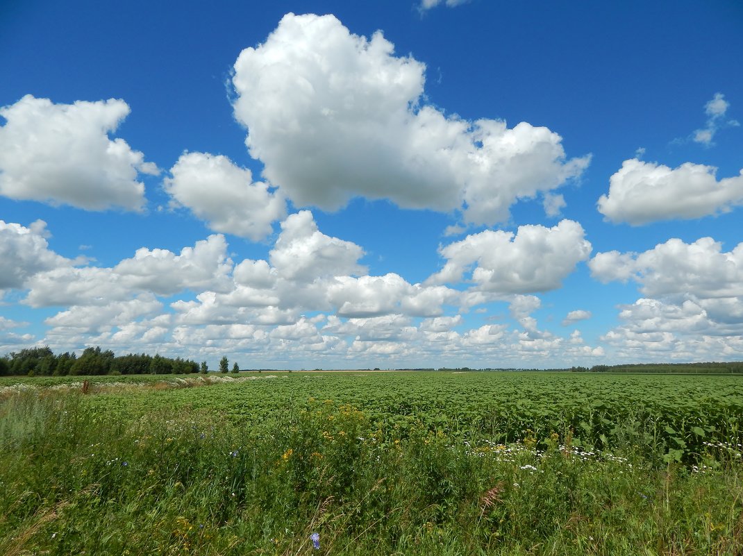 Облака над полем - Валентина Пирогова