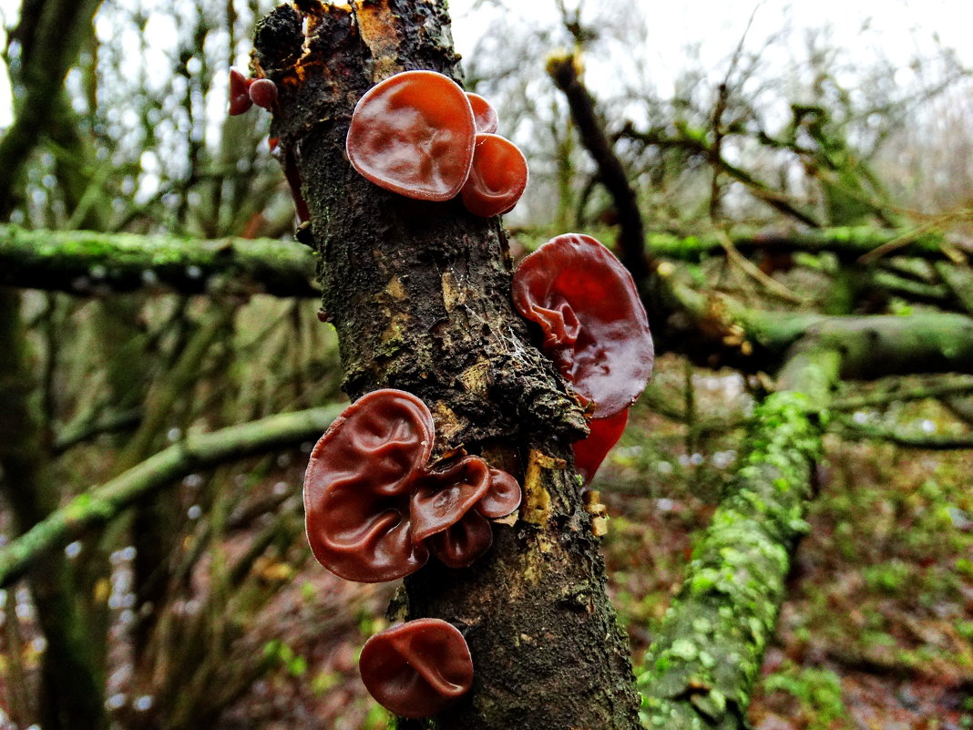 Аурикуля́рия ухови́дная («Иу́дино у́хо») (лат. Auricularia auricula-judae) - vodonos241 