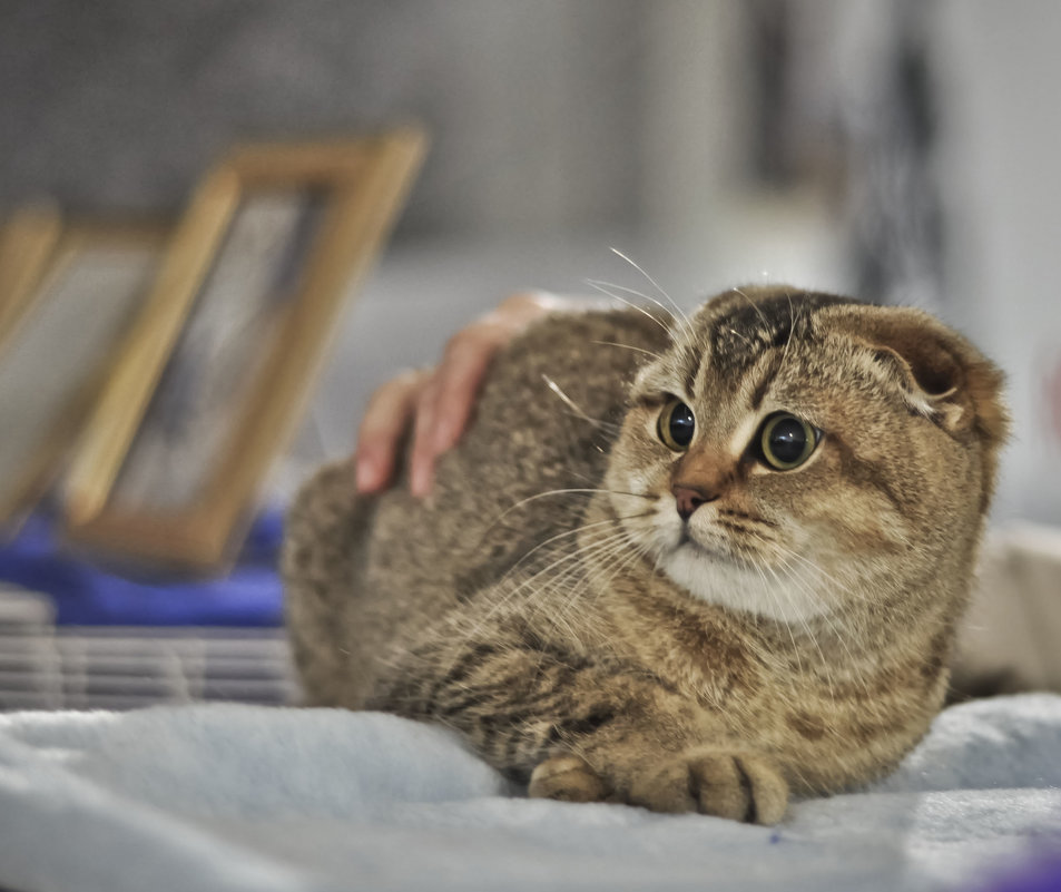 Испуганый котик на выставке - Ольга Винницкая (Olenka)