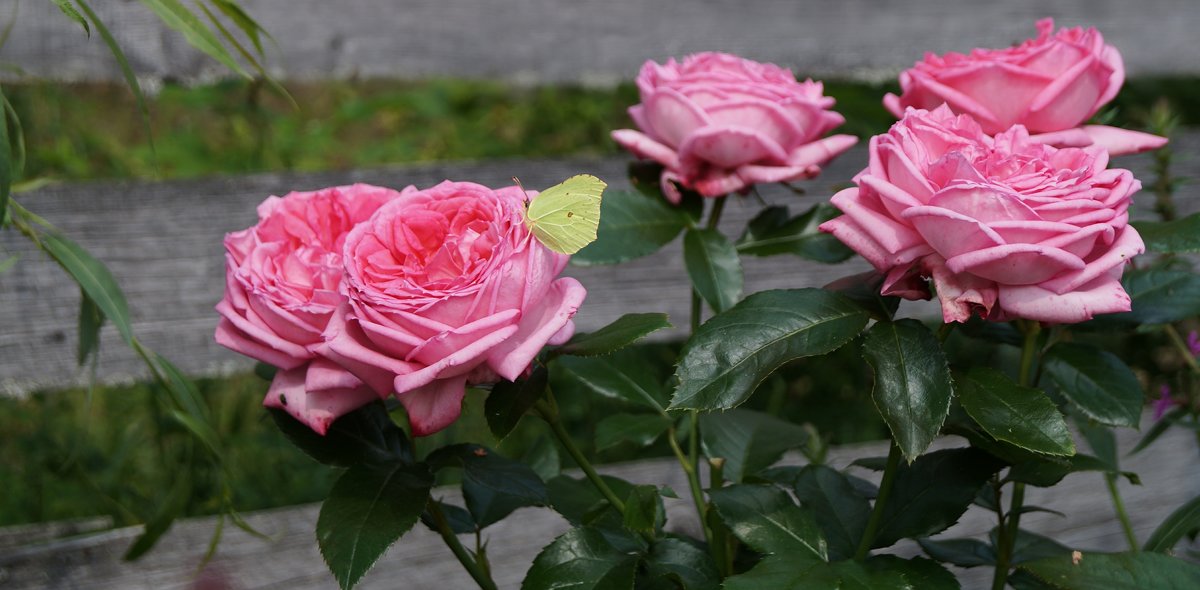 роза La Rose de Molinard - lenrouz 